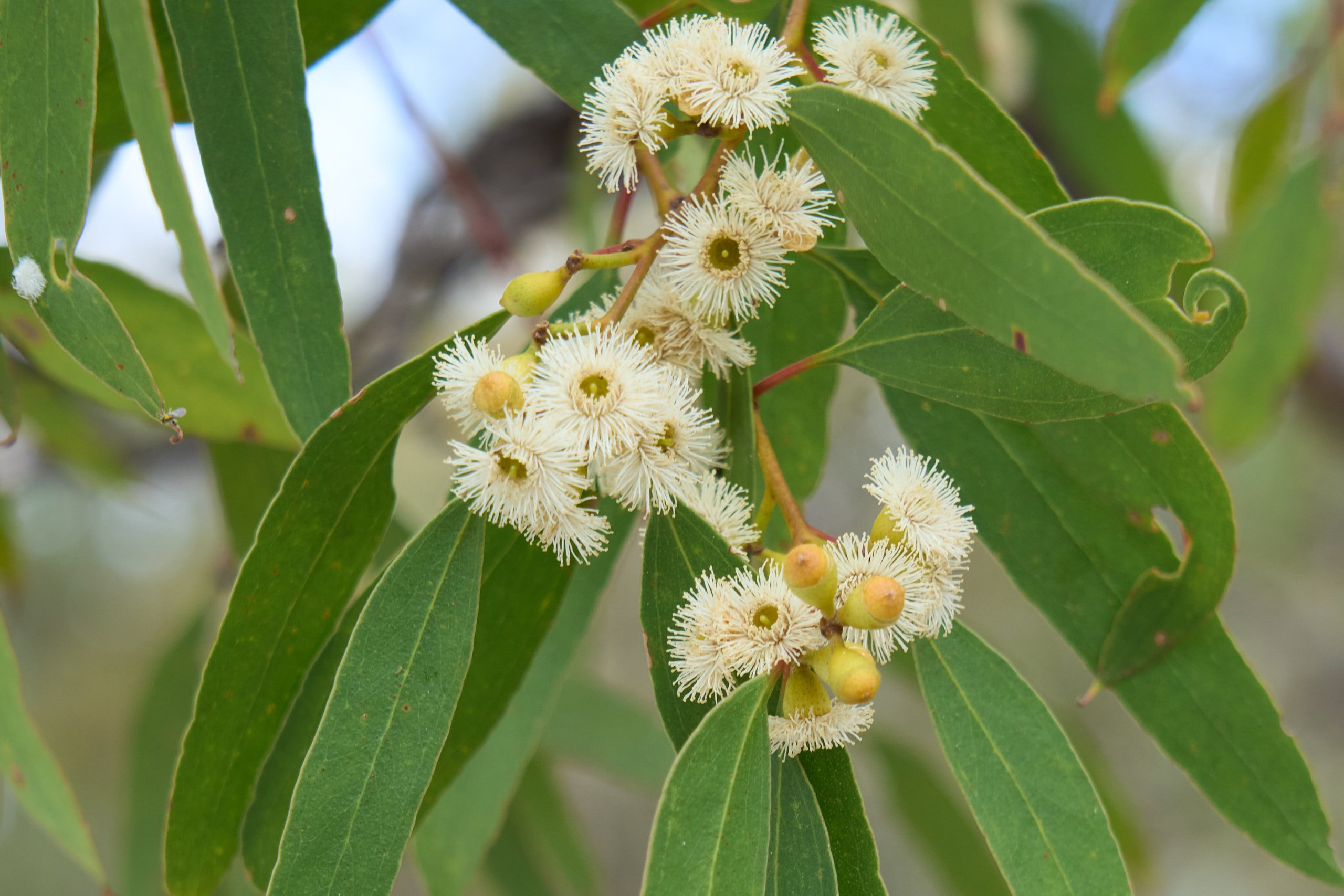Blossoming Gums - photo by Tim Froling (c)